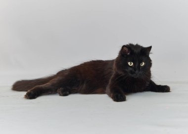 kedi üzerinde beyaz yalan