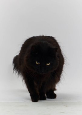 Büyük gözleri olan güzel siyah kedi.