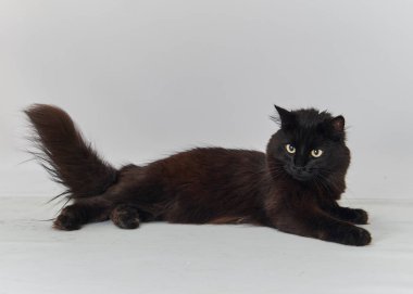 Beyaz arka planda siyah kedi