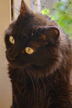 Beyaz arka planda siyah kedi