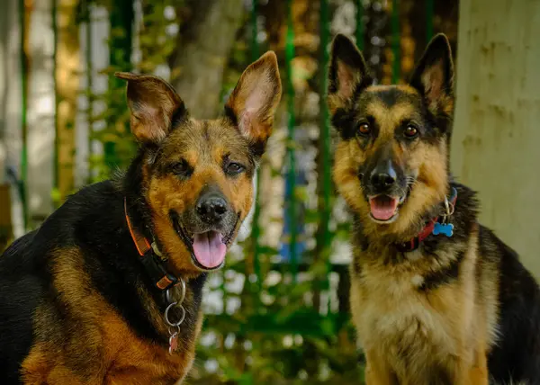 Alman çoban köpeği ve parkta iki köpek.