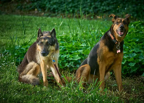 Bahçede iki güzel köpek