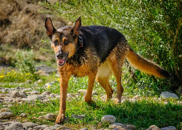 Çimlerin üzerindeki köpek