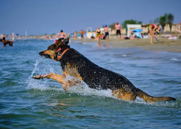 Köpek sahilde koşuyor..