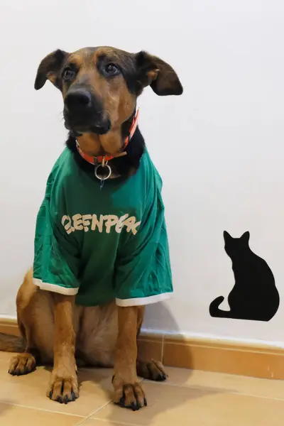 Yeşil arka planı olan kara kedi.