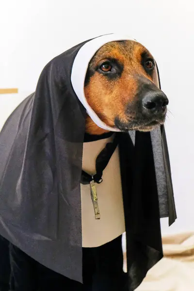 Cadılar Bayramı kostümü giymiş bir köpek. yüksek kaliteli fotoğraf