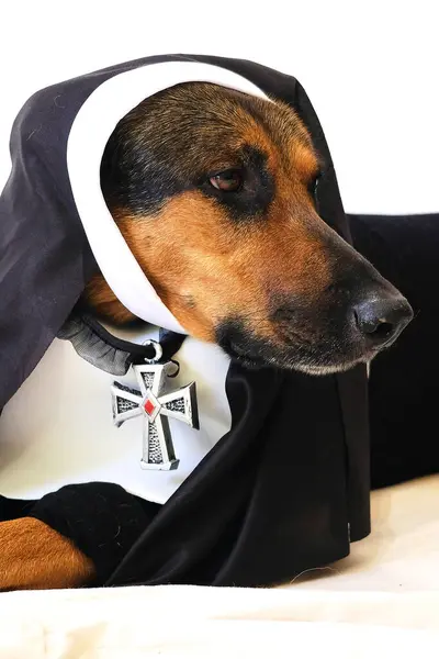 Rahip gibi giyinmiş köpek.