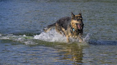 Alman çoban köpeği suya atlıyor.