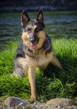 Alman çoban köpek çim.