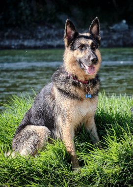 Şirin bir köpeğin portresi, Sibirya kurdu, köpek,
