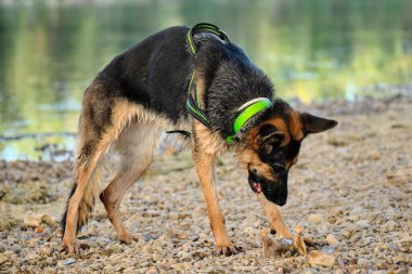 Köpek parkta oynuyor.