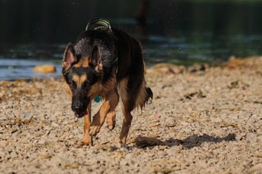 Alman çoban köpeği suda oynuyor.
