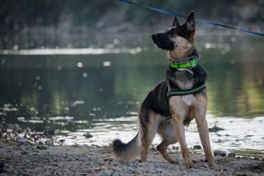Gölün yanında tasmalı siyah çoban köpeği portresi. yüksek kaliteli fotoğraf