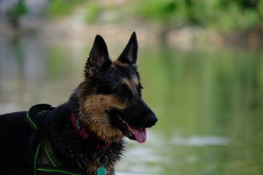 Nehirde siyah bir köpek.