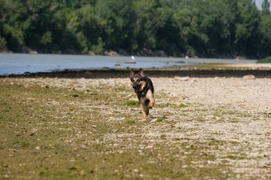 Köpek sahilde bir oyuncakla oynuyor.