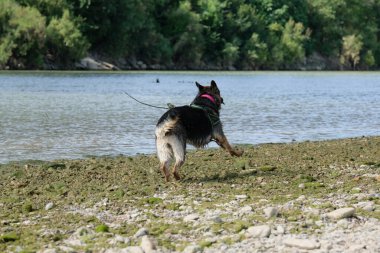 Nehirde bir köpek yürüyor..