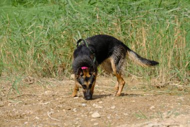 Siyah bir köpek çimlerin üzerinde duruyor..
