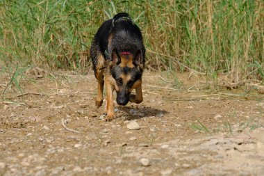 Oynayan Alman çoban köpek