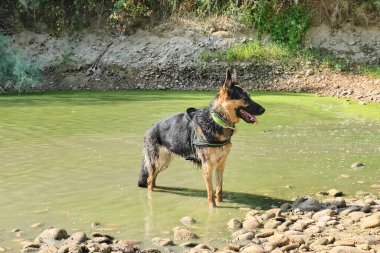 Nehirde Alman çoban köpeği.