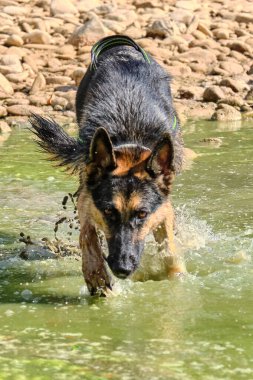 Alman çoban köpeği kaçıyor.