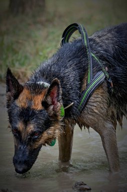 Alman çoban köpeği suda.