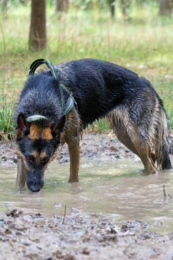 Islak köpek parkta.