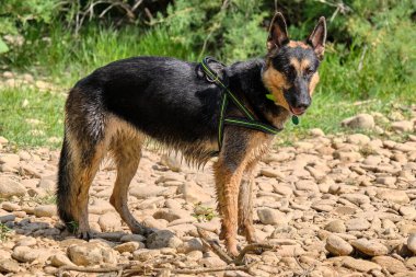 Ormandaki köpek, doğa.