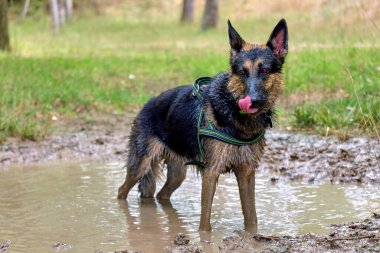 Alman çoban köpeği ormandaki su birikintisinde oturuyor.