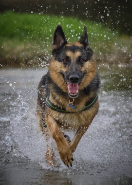 Suda koşan bir köpek.