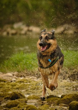 Islak köpek ormanda nehirde koşuyor..