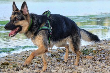 Sahilde suda bir köpek