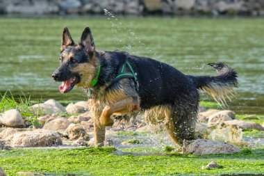 Gölde oynayan köpek
