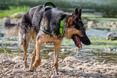 Nehirde homurdanan köpek cinsi.