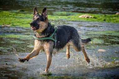 Alman çoban köpeği yeşil suda koşuyor.