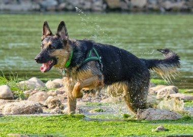Halk parkında oynayan köpek.