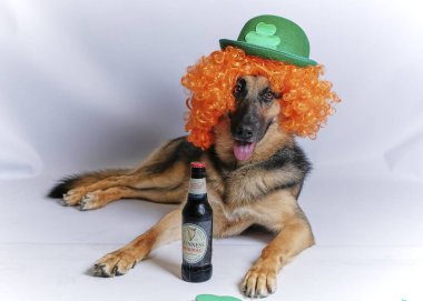 İrlanda şapkalı ve gözlüklü bir köpek.