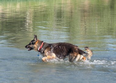 Alman çoban köpeği suda.