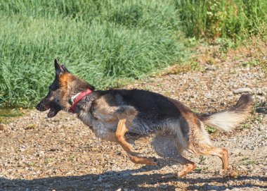Doğada koşan bir köpek.