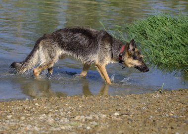 Suda koşan çoban köpeği.