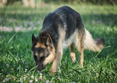 Yeşil çimlerde köpek Alman çoban köpeği.