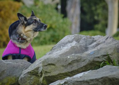 Parktaki sevimli bir köpeğin portresi.