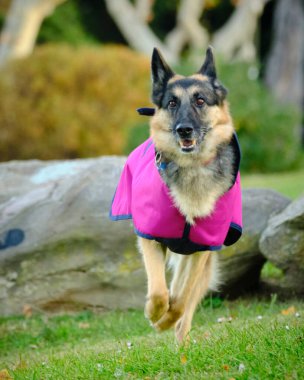 Şirin bir köpeğin portresi.