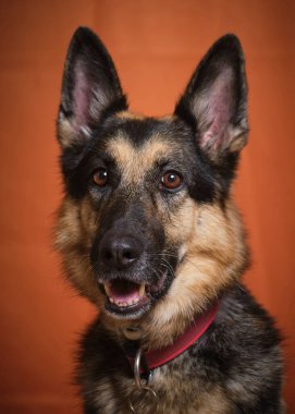 Bir Alman çoban köpeği portresi