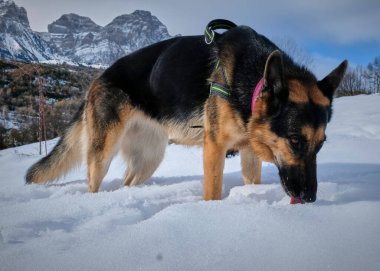 Alman çoban köpeği karda
