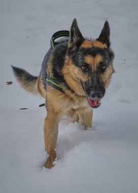 Kışın bir köpek.