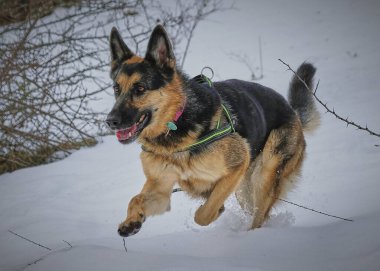 Güneşli bir günde, kışın ormanda bir Alman çoban köpeği..