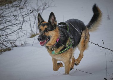 Köpek karda koşuyor.
