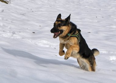 Alman çoban köpeği karda koşma