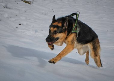 Alman çoban köpeği karda koşup oynuyor.
