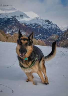 Kışın kar üstünde bir köpek.